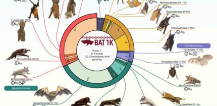 The first phase of the Bat1K project: 103 chromosome-level genome assemblies and annotations representing at least one species from each of the 21 currently recognized bat families. Image credit: Morales et al., doi: 10.1038/s41586-026-11007-3.