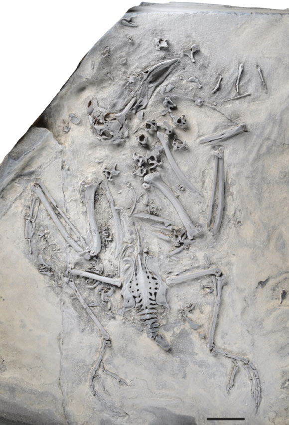 The holotype of Daniatrogon kochi from the Early Eocene Fur Formation in Denmark. Scale bar - 10 mm. Image credit: Gerald Mayr, doi: 10.1080/14772019.2026.2727037.