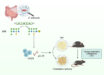 Yee Tan et al. discovered a human commensal bacterium, Clostridium immunis, which prevents and treats obesity in mice by secreting a phosphocholine-modified exopolysaccharide (EPS). Image credit: Yee Tan et al., doi: 10.1016/j.chom.2026.08.018.