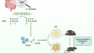 Yee Tan et al. discovered a human commensal bacterium, Clostridium immunis, which prevents and treats obesity in mice by secreting a phosphocholine-modified exopolysaccharide (EPS). Image credit: Yee Tan et al., doi: 10.1016/j.chom.2026.08.018.