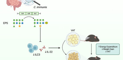 Yee Tan et al. discovered a human commensal bacterium, Clostridium immunis, which prevents and treats obesity in mice by secreting a phosphocholine-modified exopolysaccharide (EPS). Image credit: Yee Tan et al., doi: 10.1016/j.chom.2026.08.018.