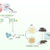 Yee Tan et al. discovered a human commensal bacterium, Clostridium immunis, which prevents and treats obesity in mice by secreting a phosphocholine-modified exopolysaccharide (EPS). Image credit: Yee Tan et al., doi: 10.1016/j.chom.2026.08.018.