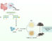 Yee Tan et al. discovered a human commensal bacterium, Clostridium immunis, which prevents and treats obesity in mice by secreting a phosphocholine-modified exopolysaccharide (EPS). Image credit: Yee Tan et al., doi: 10.1016/j.chom.2026.08.018.