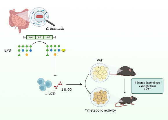 Sugar Molecule Made by Gut Bacterium Can Shrink Visceral Fat in Mice