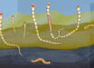 Reconstruction of Conotubus hemiannulatus and its symbiotic relationship with sulfur-oxidizing bacteria. Image credit: David Fike.