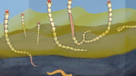 Reconstruction of Conotubus hemiannulatus and its symbiotic relationship with sulfur-oxidizing bacteria. Image credit: David Fike.