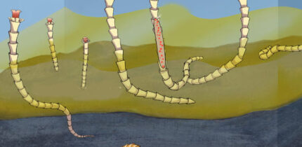 Reconstruction of Conotubus hemiannulatus and its symbiotic relationship with sulfur-oxidizing bacteria. Image credit: David Fike.