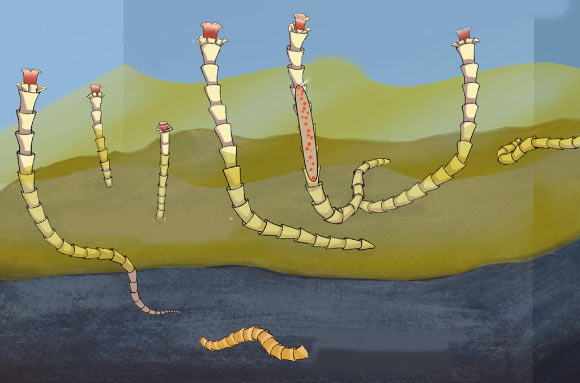 Reconstruction of Conotubus hemiannulatus and its symbiotic relationship with sulfur-oxidizing bacteria. Image credit: David Fike.