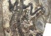 The holotype of Archetheridium sinense in dorsal view. Image credit: Hai-Bing Wang & Yuan-Qing Wang, doi: 10.11646/mesozoic.3.3.3.