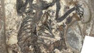 The holotype of Archetheridium sinense in dorsal view. Image credit: Hai-Bing Wang & Yuan-Qing Wang, doi: 10.11646/mesozoic.3.3.3.