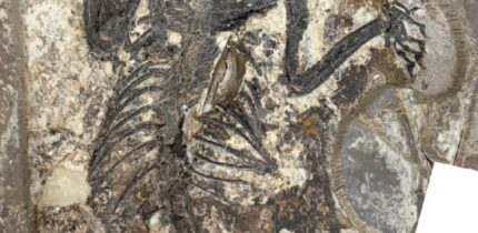 The holotype of Archetheridium sinense in dorsal view. Image credit: Hai-Bing Wang & Yuan-Qing Wang, doi: 10.11646/mesozoic.3.3.3.