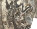 The holotype of Archetheridium sinense in dorsal view. Image credit: Hai-Bing Wang & Yuan-Qing Wang, doi: 10.11646/mesozoic.3.3.3.