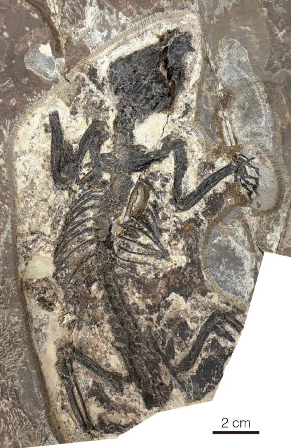 The holotype of Archetheridium sinense in dorsal view. Image credit: Hai-Bing Wang & Yuan-Qing Wang, doi: 10.11646/mesozoic.3.3.3.