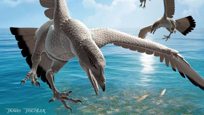 New Enantiornithine Bird Joins Australia’s Sparse Fossil Record