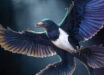 Life reconstruction of Norellraptor barsboldi. Image credit: Zhao Chuang.