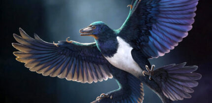 Life reconstruction of Norellraptor barsboldi. Image credit: Zhao Chuang.
