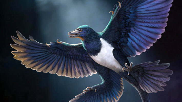 Life reconstruction of Norellraptor barsboldi. Image credit: Zhao Chuang.