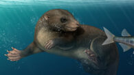 An artist’s reconstruction of Dongoconodon platycauda. Image credit: Shi Yukun.