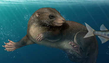 An artist’s reconstruction of Dongoconodon platycauda. Image credit: Shi Yukun.