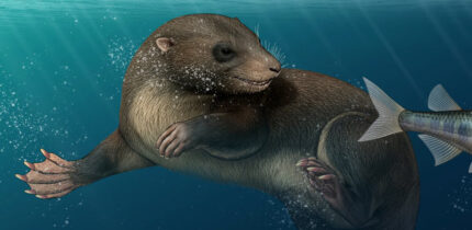 An artist’s reconstruction of Dongoconodon platycauda. Image credit: Shi Yukun.