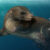 An artist’s reconstruction of Dongoconodon platycauda. Image credit: Shi Yukun.