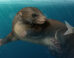 An artist’s reconstruction of Dongoconodon platycauda. Image credit: Shi Yukun.