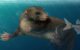 An artist’s reconstruction of Dongoconodon platycauda. Image credit: Shi Yukun.