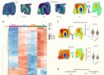 Spatial multiomics analysis reveals hyperglycosylation in human Alzheimer’s brains. Image credit: Hawkinson et al., doi: 10.1038/s42255-026-01538-4.