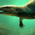 An artist’s impression of Garamaudo bauciensis. Image credit: Bardet et al., doi: 10.24072/pcjournal.804.