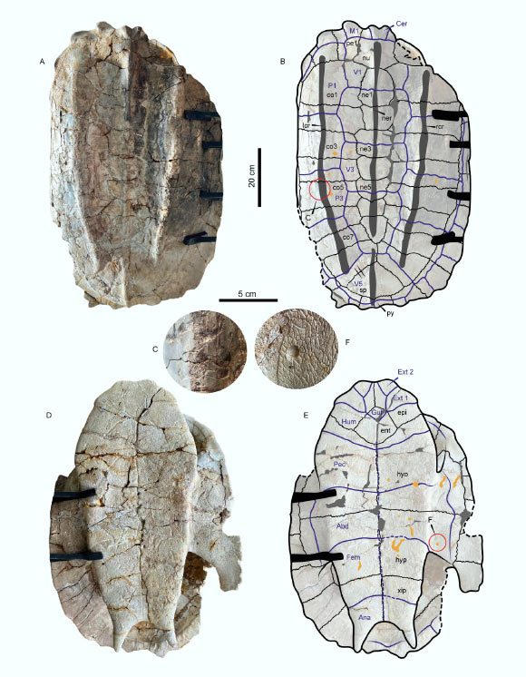The MUSM-920 specimen of Chelus colombiana from the Middle Miocene of Fitzcarrald Arch, Peru. Image credit: Cadena et al., doi: 10.1016/j.palwor.2026.201135.