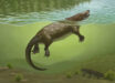 Life restoration of Megacauda sungei. Image credit: April I. Neander.