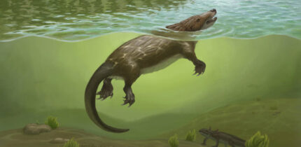 Life restoration of Megacauda sungei. Image credit: April I. Neander.