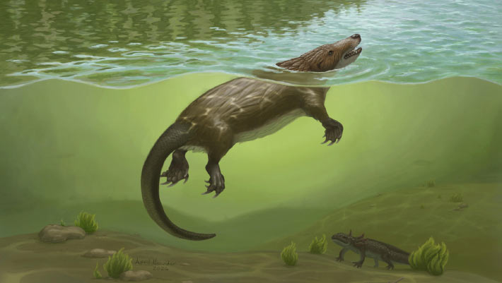 Study: Megacauda sungei pushes back mammal-like throat evolution
