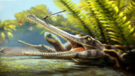 An artist’s reconstruction of Ctenosuchus tenuidens in a freshwater setting; the animal is depicted with an elongate rostrum and dense needle-like dentition, reflecting the anatomy described from the fossil specimens and a probable feeding strategy focused on small aquatic prey. Image credit: Nathan Dehaut.