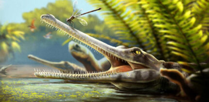 An artist’s reconstruction of Ctenosuchus tenuidens in a freshwater setting; the animal is depicted with an elongate rostrum and dense needle-like dentition, reflecting the anatomy described from the fossil specimens and a probable feeding strategy focused on small aquatic prey. Image credit: Nathan Dehaut.