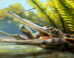 An artist’s reconstruction of Ctenosuchus tenuidens in a freshwater setting; the animal is depicted with an elongate rostrum and dense needle-like dentition, reflecting the anatomy described from the fossil specimens and a probable feeding strategy focused on small aquatic prey. Image credit: Nathan Dehaut.