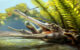 An artist’s reconstruction of Ctenosuchus tenuidens in a freshwater setting; the animal is depicted with an elongate rostrum and dense needle-like dentition, reflecting the anatomy described from the fossil specimens and a probable feeding strategy focused on small aquatic prey. Image credit: Nathan Dehaut.