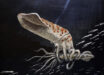 Wyoteuthis linsterorum. Image credit: Jason Poole.