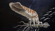 Wyoteuthis linsterorum. Image credit: Jason Poole.