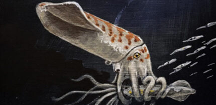 Wyoteuthis linsterorum. Image credit: Jason Poole.