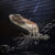 Wyoteuthis linsterorum. Image credit: Jason Poole.