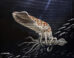 Wyoteuthis linsterorum. Image credit: Jason Poole.