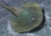 Life restoration of Asioaspis brachyotus. Image credit: Zhang et al., doi: 10.19615/j.cnki.2096-9899.260113.