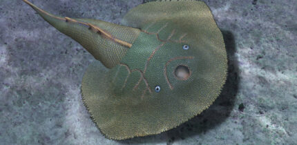 Life restoration of Asioaspis brachyotus. Image credit: Zhang et al., doi: 10.19615/j.cnki.2096-9899.260113.