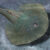 Life restoration of Asioaspis brachyotus. Image credit: Zhang et al., doi: 10.19615/j.cnki.2096-9899.260113.