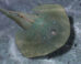 Life restoration of Asioaspis brachyotus. Image credit: Zhang et al., doi: 10.19615/j.cnki.2096-9899.260113.