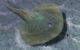 Life restoration of Asioaspis brachyotus. Image credit: Zhang et al., doi: 10.19615/j.cnki.2096-9899.260113.