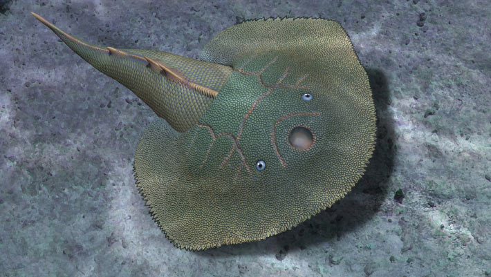 419-Million-Year-Old Fossil Reveals New Jawless Fish Species in China