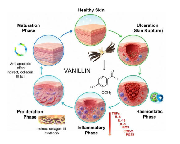 Vanillin has pronounced antioxidant, anti-inflammatory and antibacterial properties. Image credit: Stoilov et al., doi: 10.1016/j.ijpharm.2026.127263.