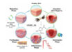 Vanillin has pronounced antioxidant, anti-inflammatory and antibacterial properties. Image credit: Stoilov et al., doi: 10.1016/j.ijpharm.2026.127263.